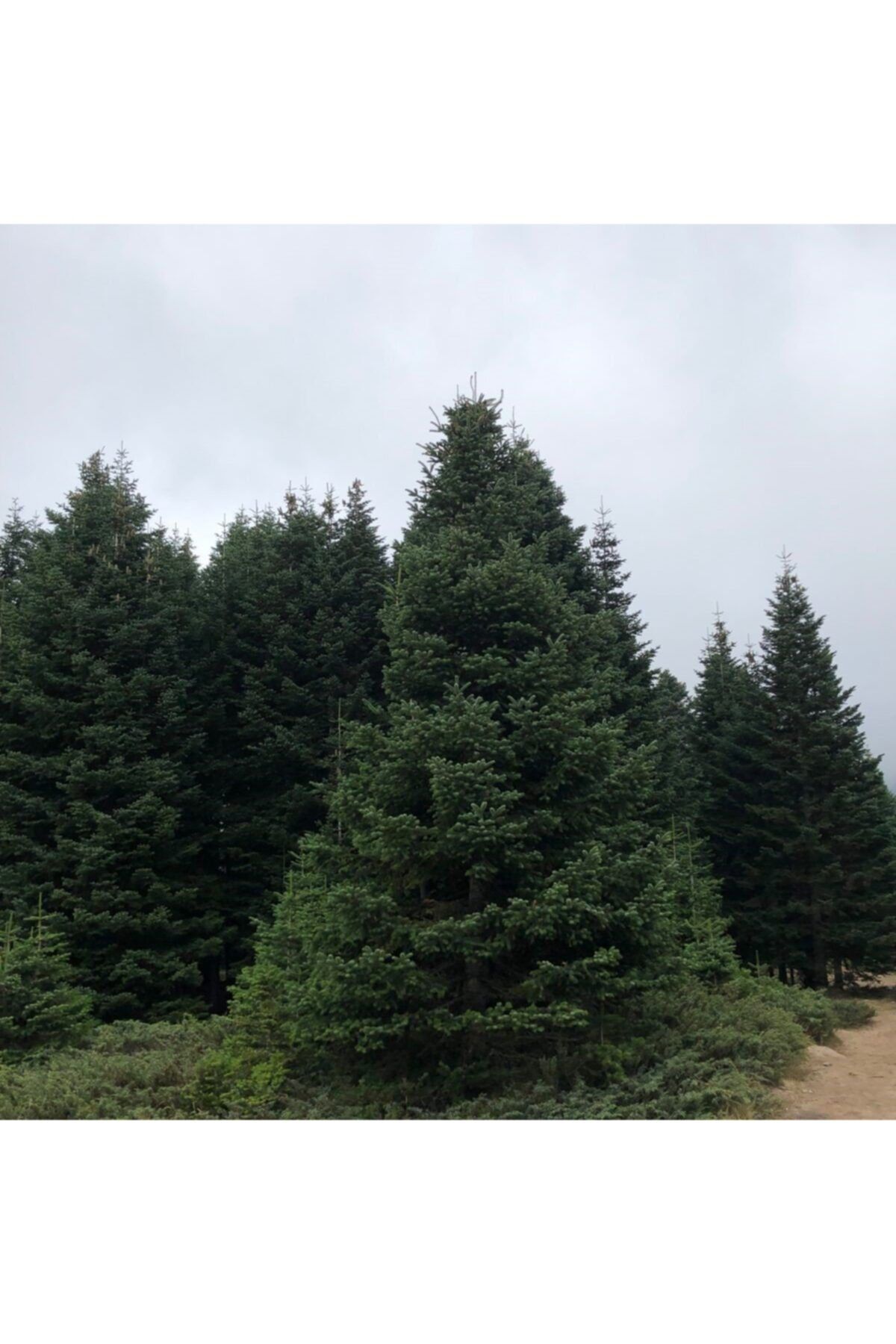 İdeaPazar Tüplü Doğu Karadeniz Göknar (abies Nordmanniana) Fidanı 120-160 Cm