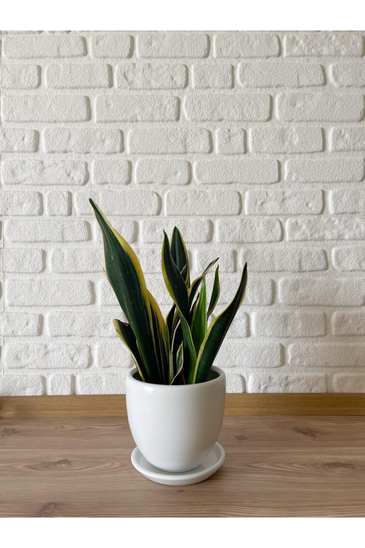 odka Saksı 13cm Tabaklı Kırık Beyaz Renk