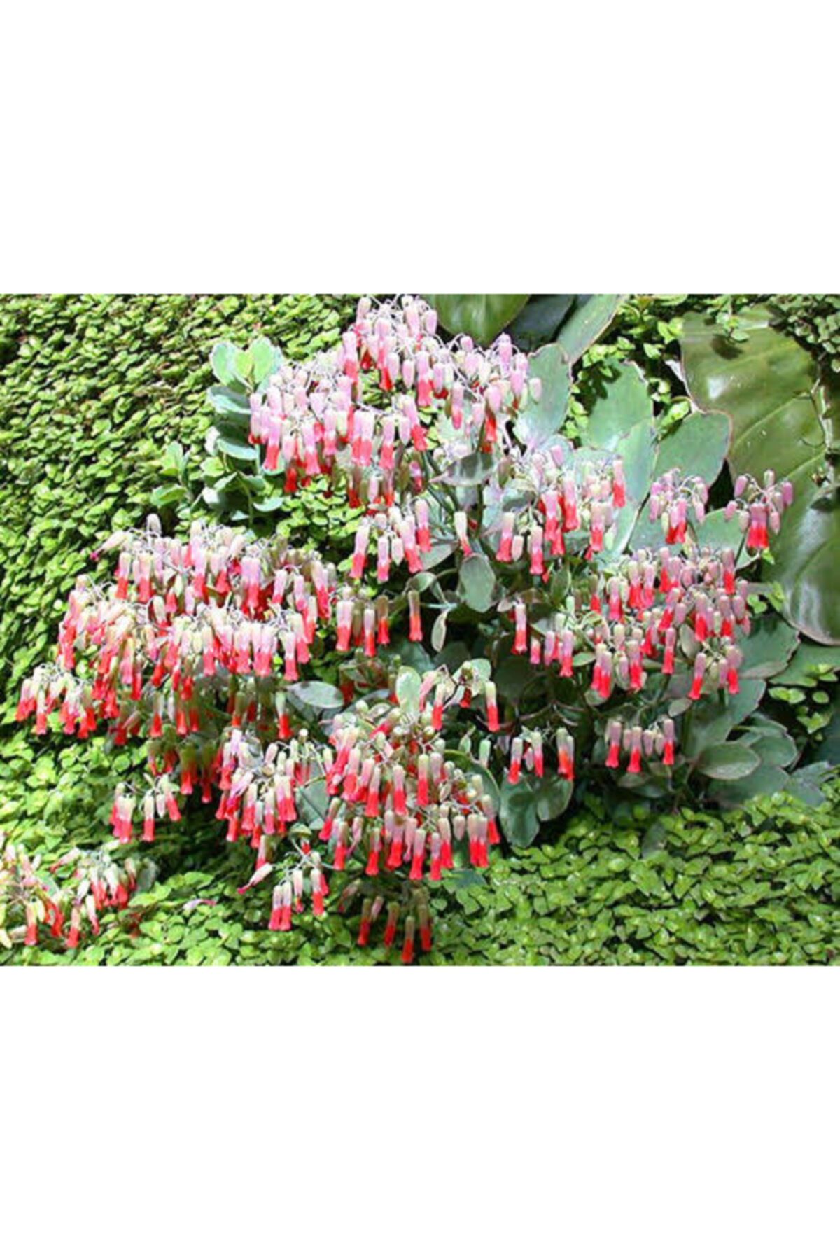 Doğa Kalanşo Marnieriana Marnier's Kalanchoe Fidesi