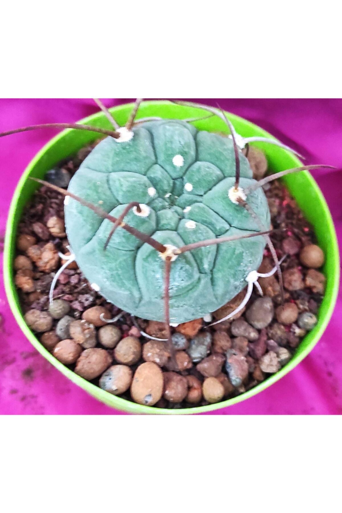 Pagoda Matuvana Madisoniorum-8,5 cm Saksı-kaktüs-ref 14a-ğ15