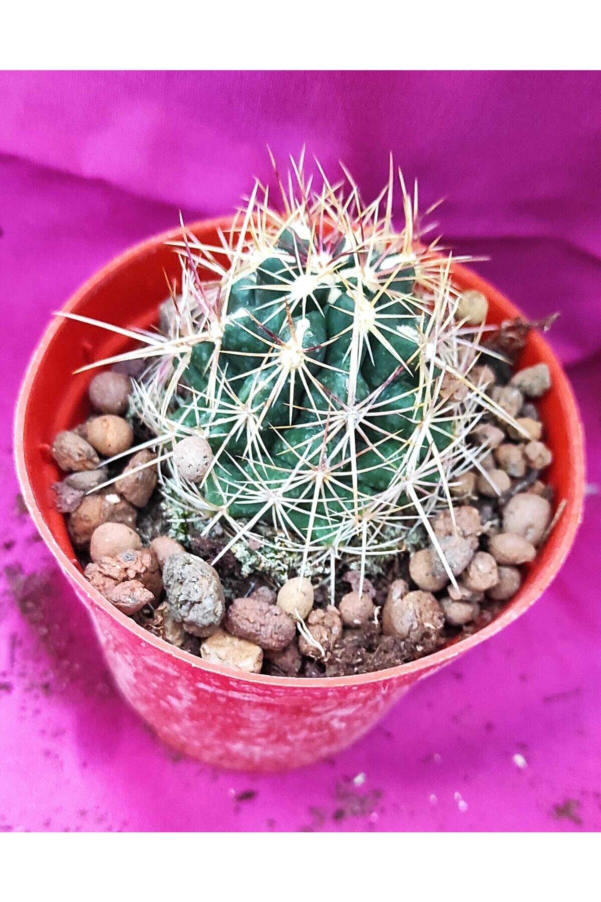 Pagoda Thelocactus-8,5 Cm Saksı-ref 14a/ğ15