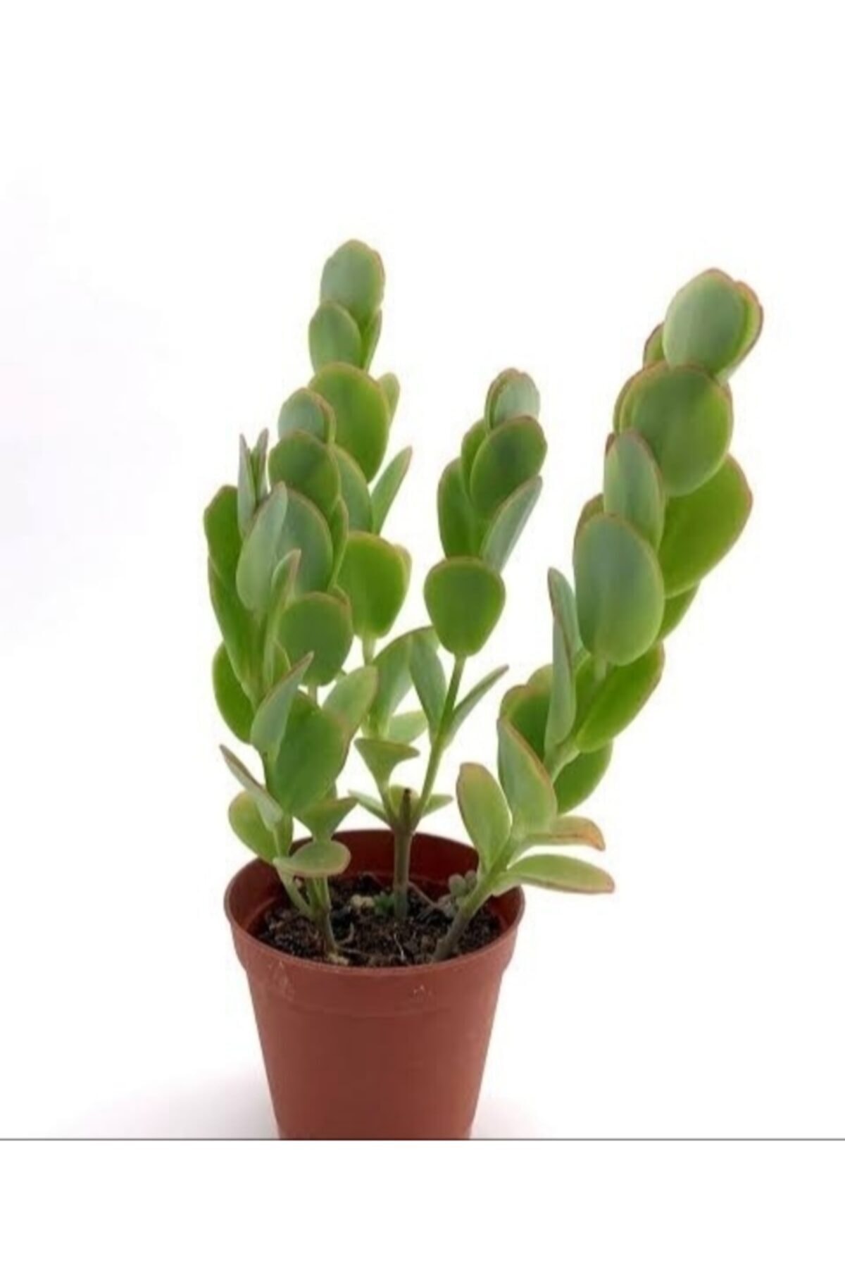 Doğa Kalanşo Marnieriana