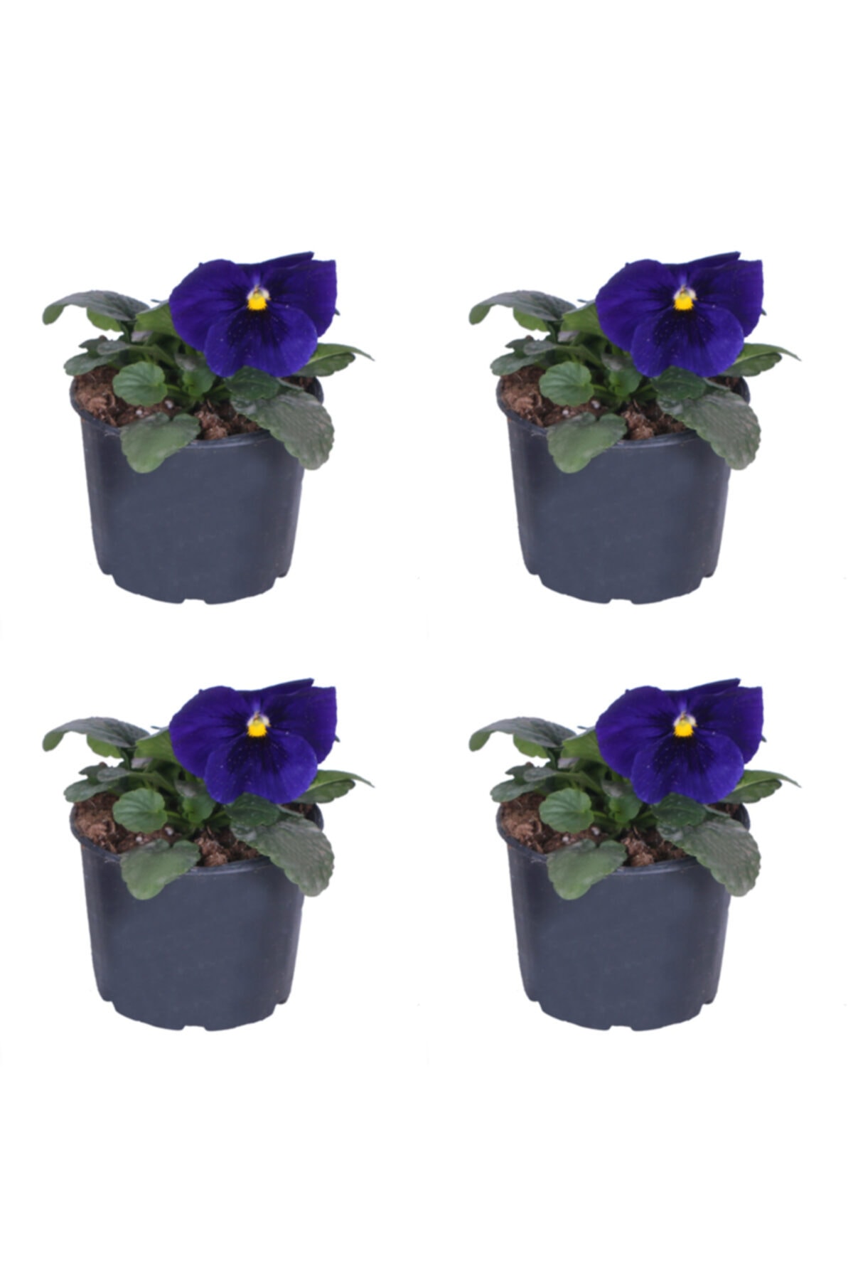 HOBİ VE BAHÇE Hercai Menekşe - 10,5 cm Saksıda - Mor Renk - 4'lü Set