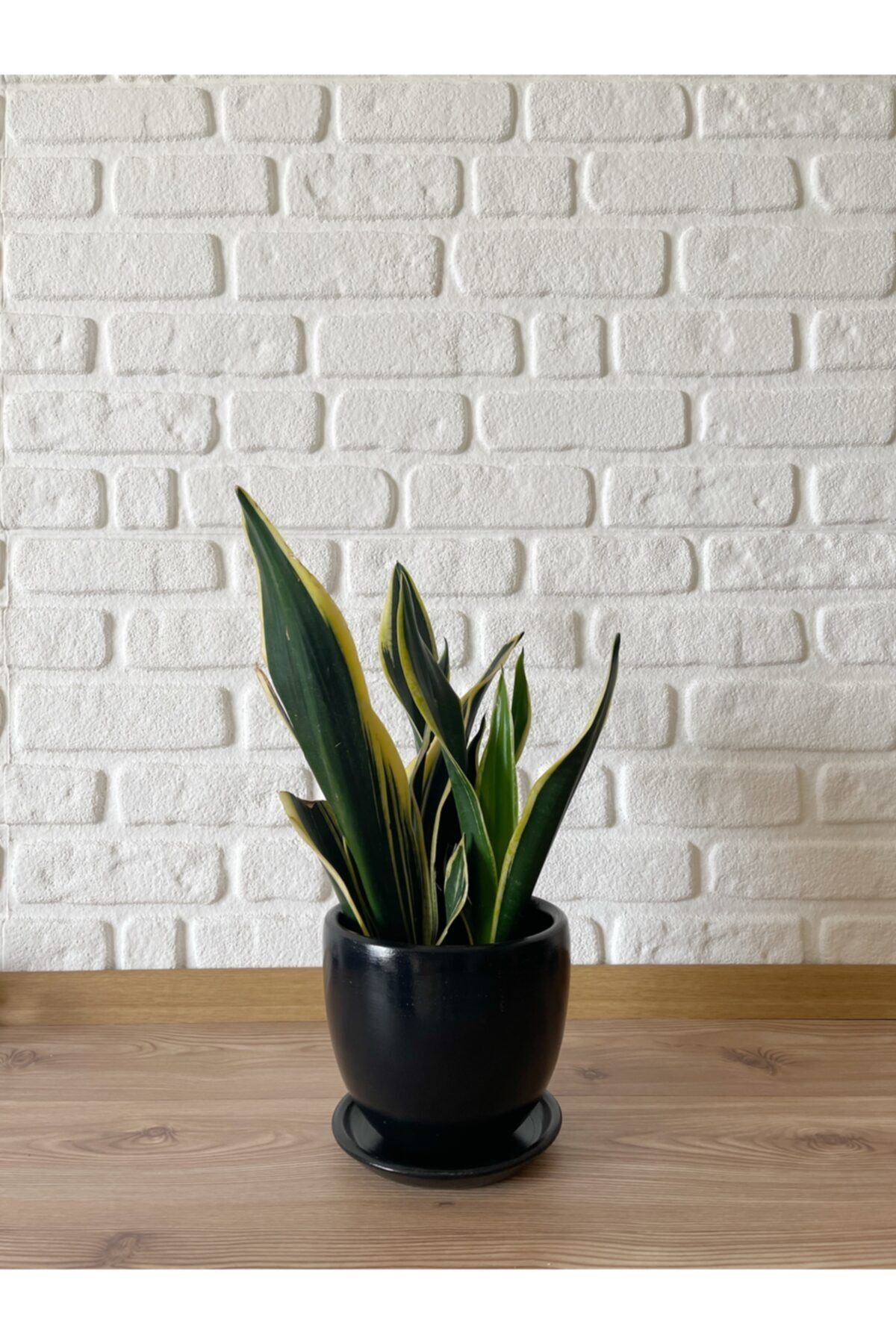 odka Saksı 13cm Siyah Tabaklı