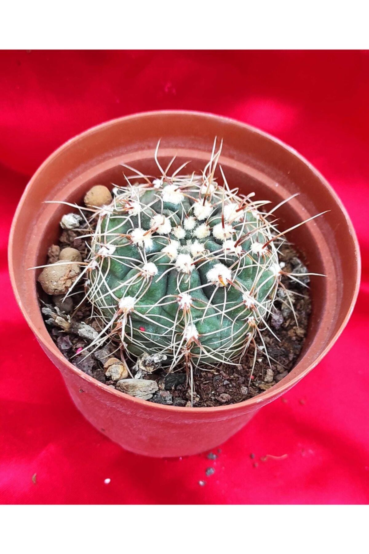 Pagoda Gymnocalycium-8,5 Cm Saksı-ref 19f/ü34