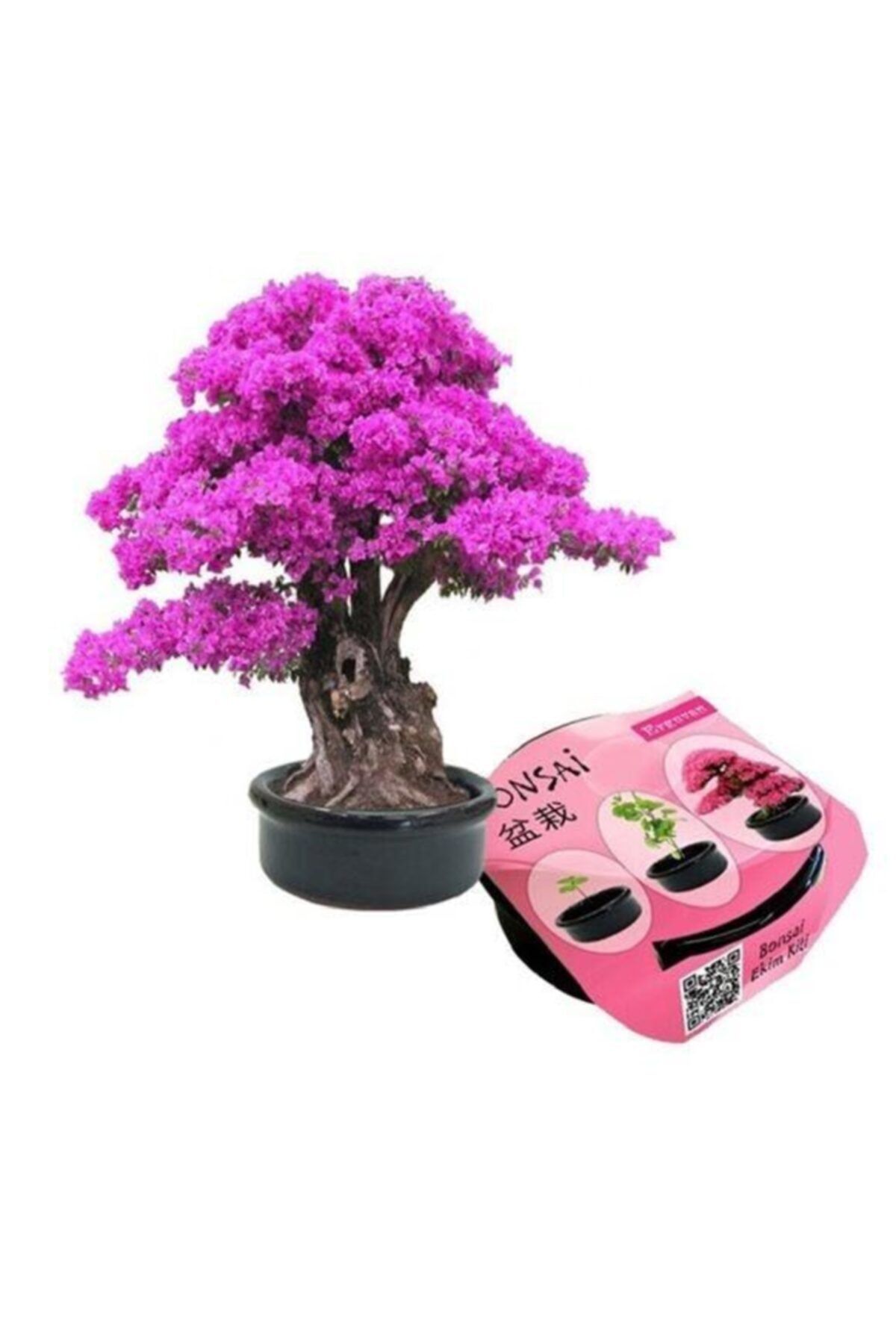 LookBuy Lb Bonsai Erguvan Ekim Kiti