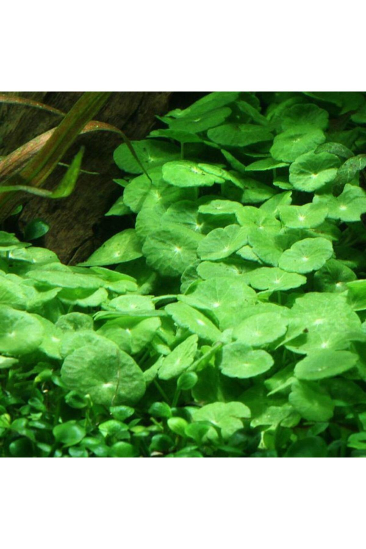 WOOF Hydrocotyle Verticillata Özel Tür Kolay Akvaryum Bitkisi 1 Saksı Canlı Bitki