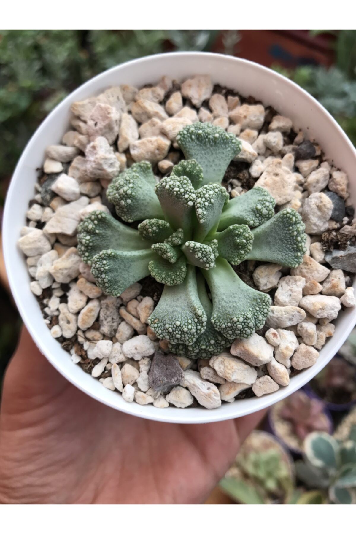 foliumbotanik Titanopsis Calcarea Living Jevel Yaşayan Mücevher Taş Kaktüs