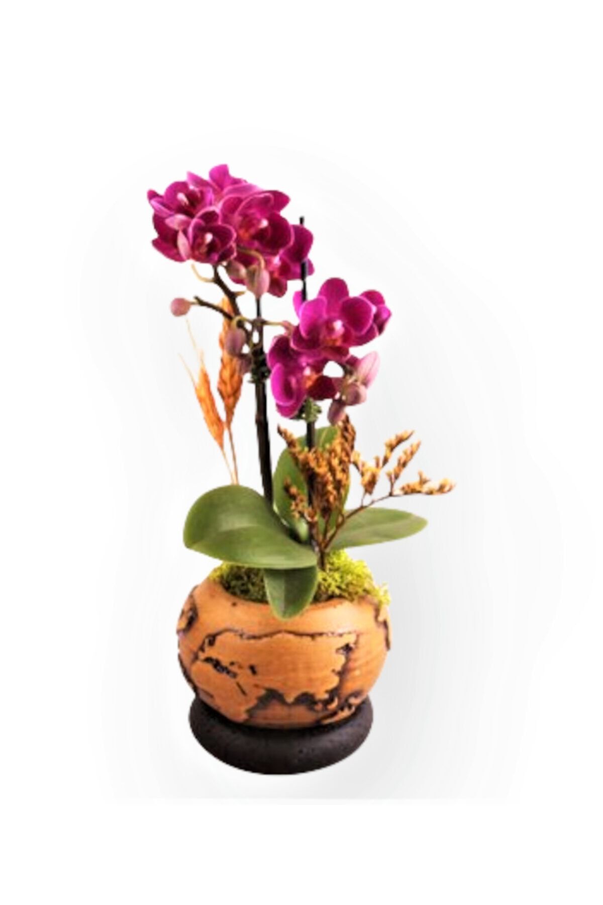 OPİA FLOWERS Iki Dal Mini Mor Orkide -beton Saksıda Canlı Çiçek