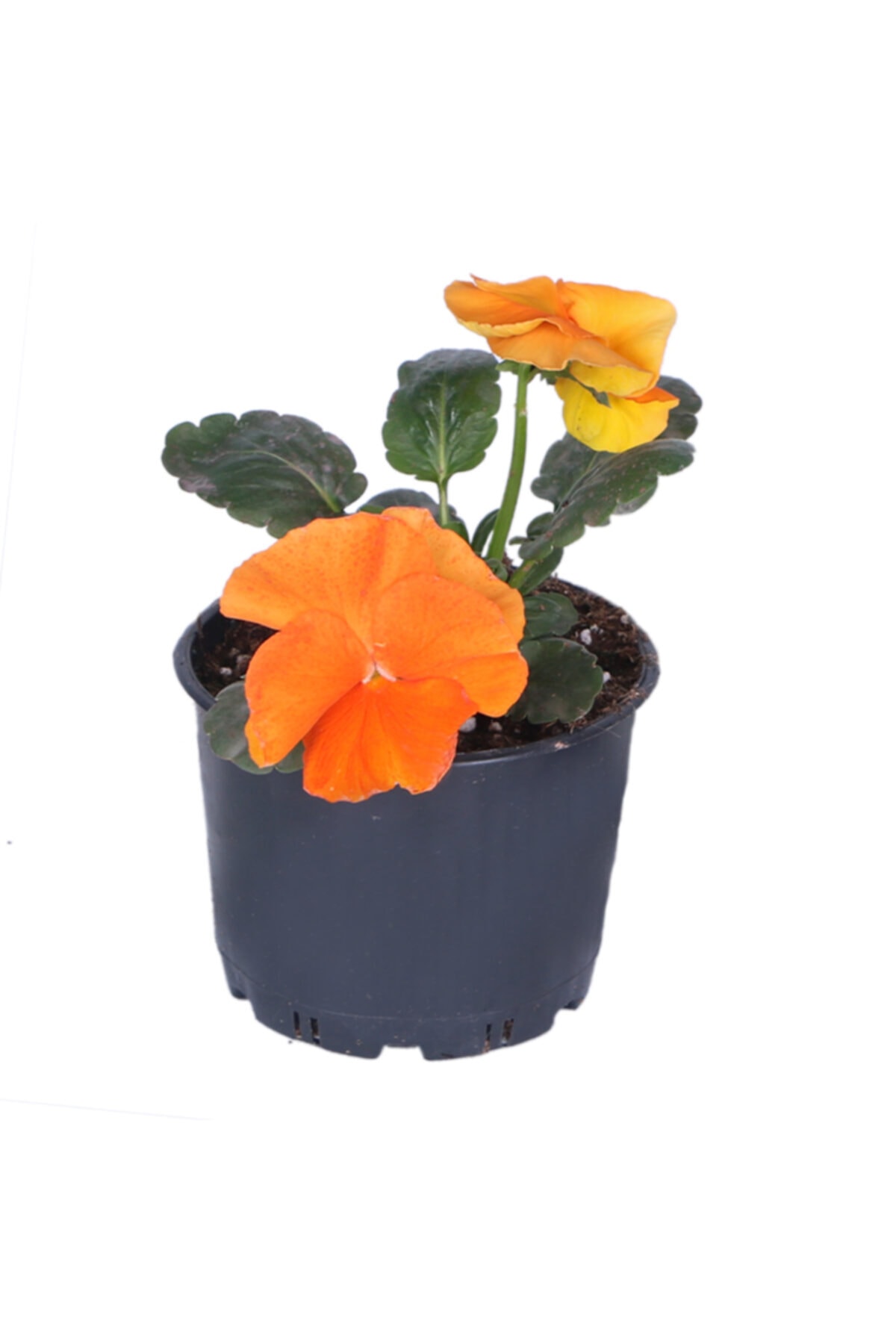 HOBİ VE BAHÇE Hercai Menekşe - 10,5 Cm Saksıda - Turuncu