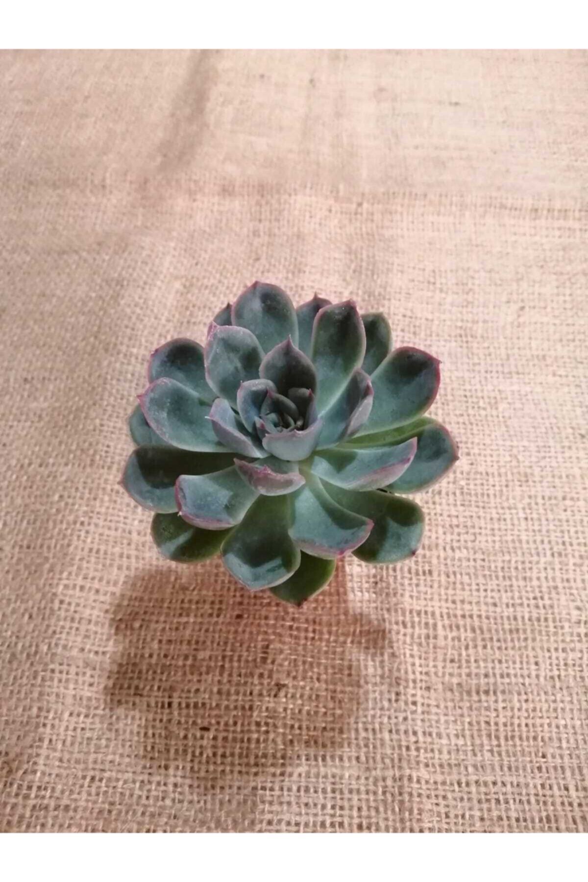 Ütopya Çiçek Evi Sukulent 5.5 Cm Saksıda