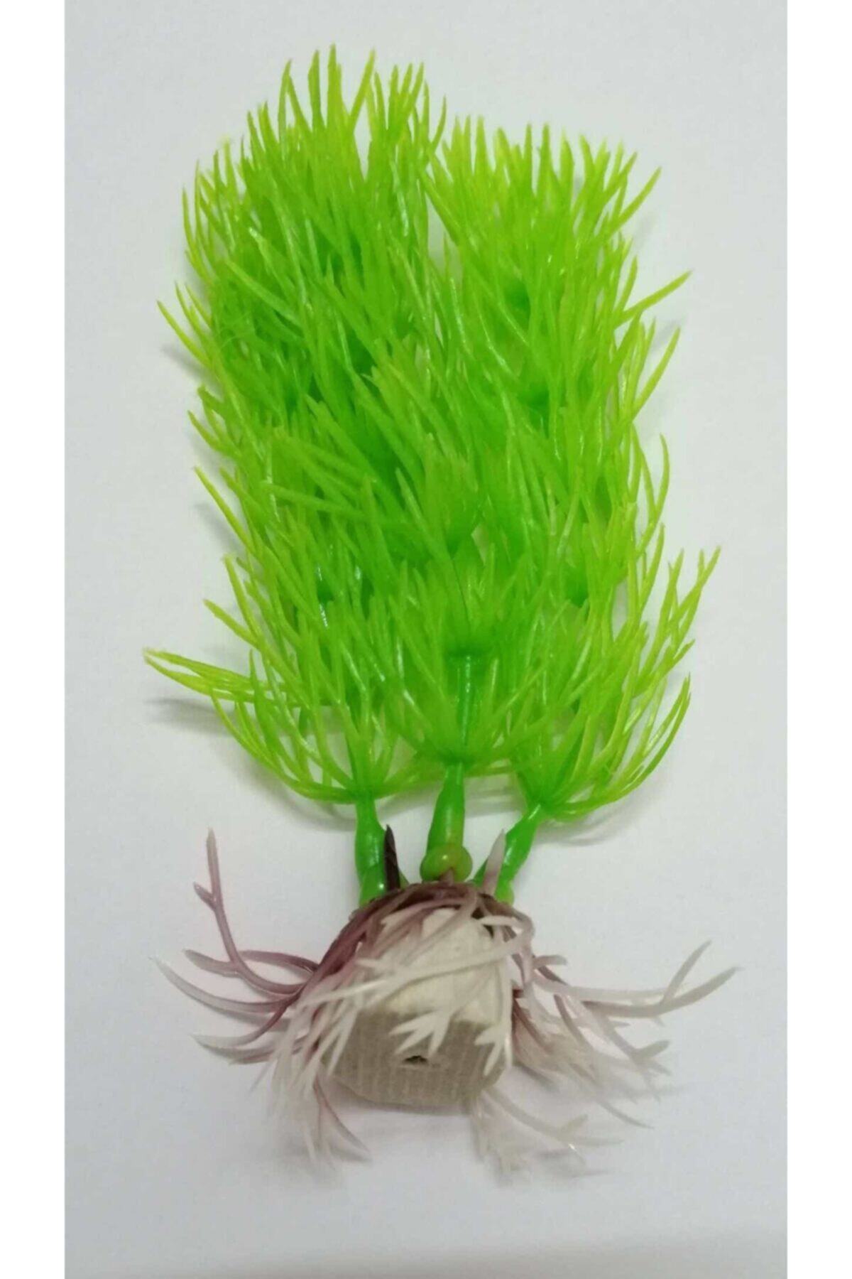 Yavuz Fanus Bitkisi Yapay(10cm)