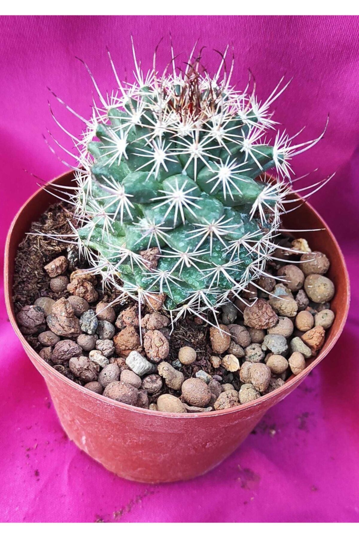 Pagoda Mammillaria Tetrancistra-8,8 Cm Saksı-kaktüs-14a/90