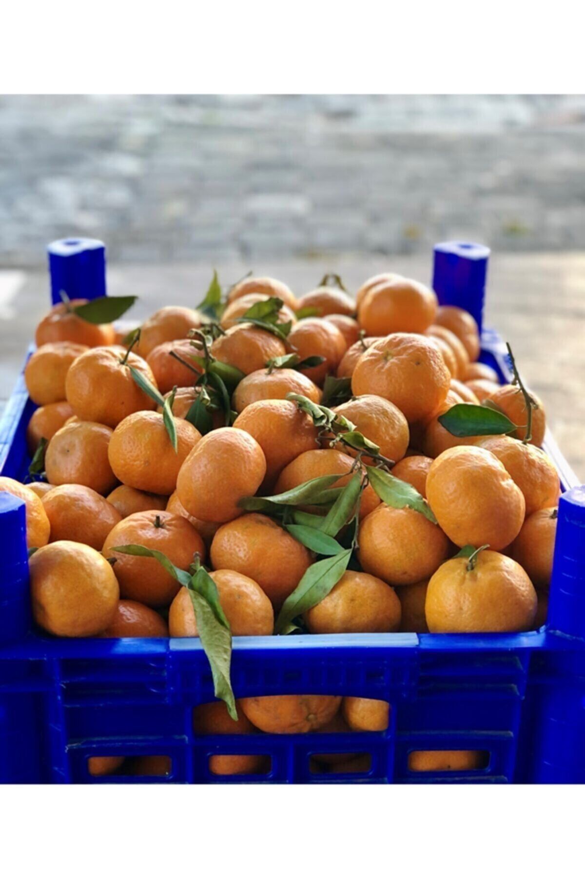 Narenciye bahçeniz 1 Kg Doğal Bodrum Mandalini Kokulu