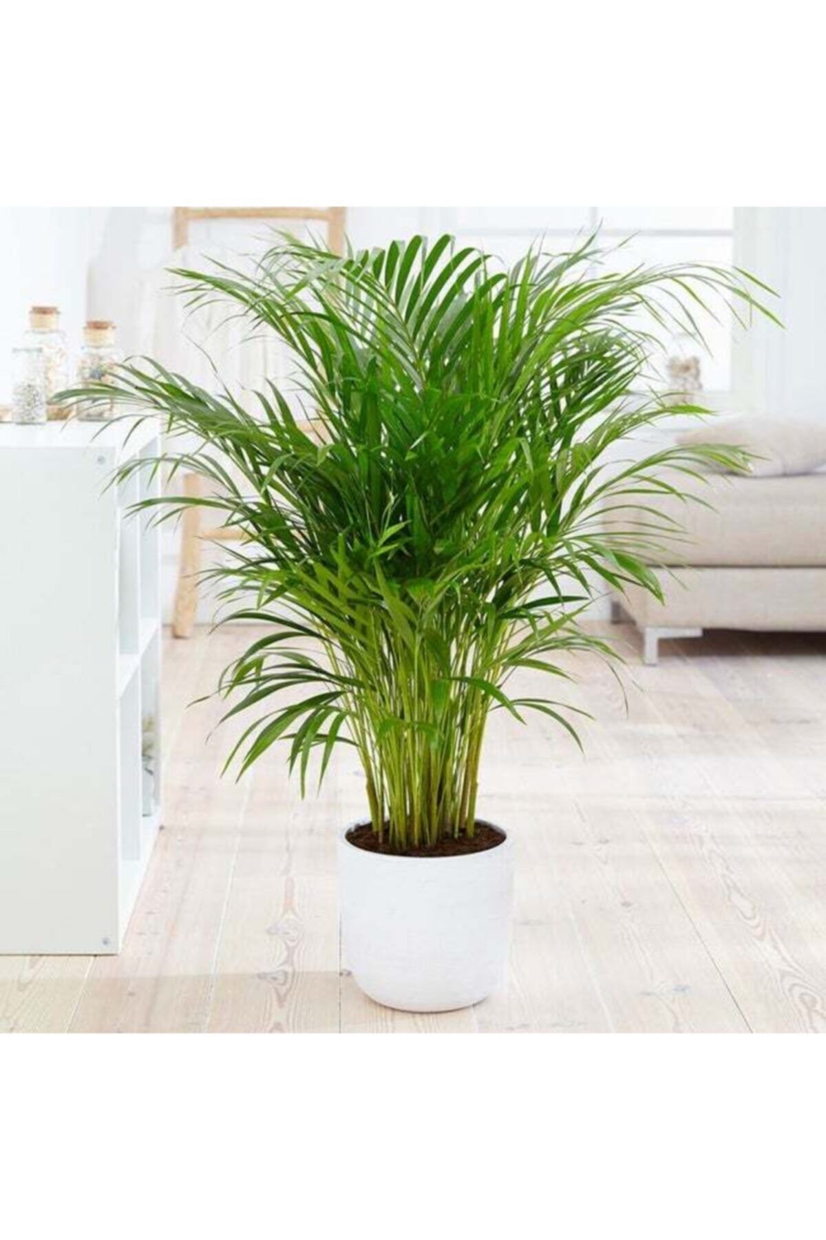 ANGORA ÇİÇEKCİLİK Areka Palmiyesi Büyük Boy Areca