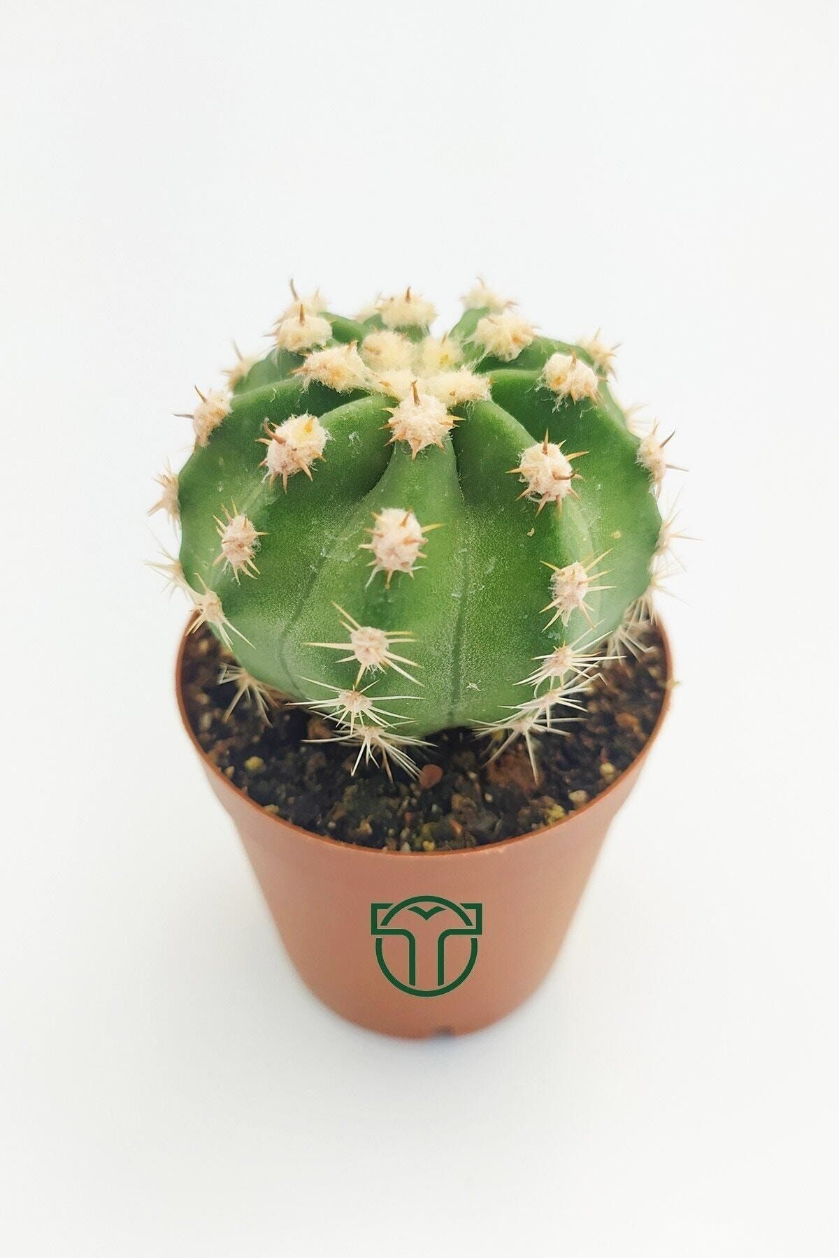 Toptan Kaktüs Echinopsis Subdenudata Beyaz Çiçekli Kaktüs 5.5 Cm Saksıda