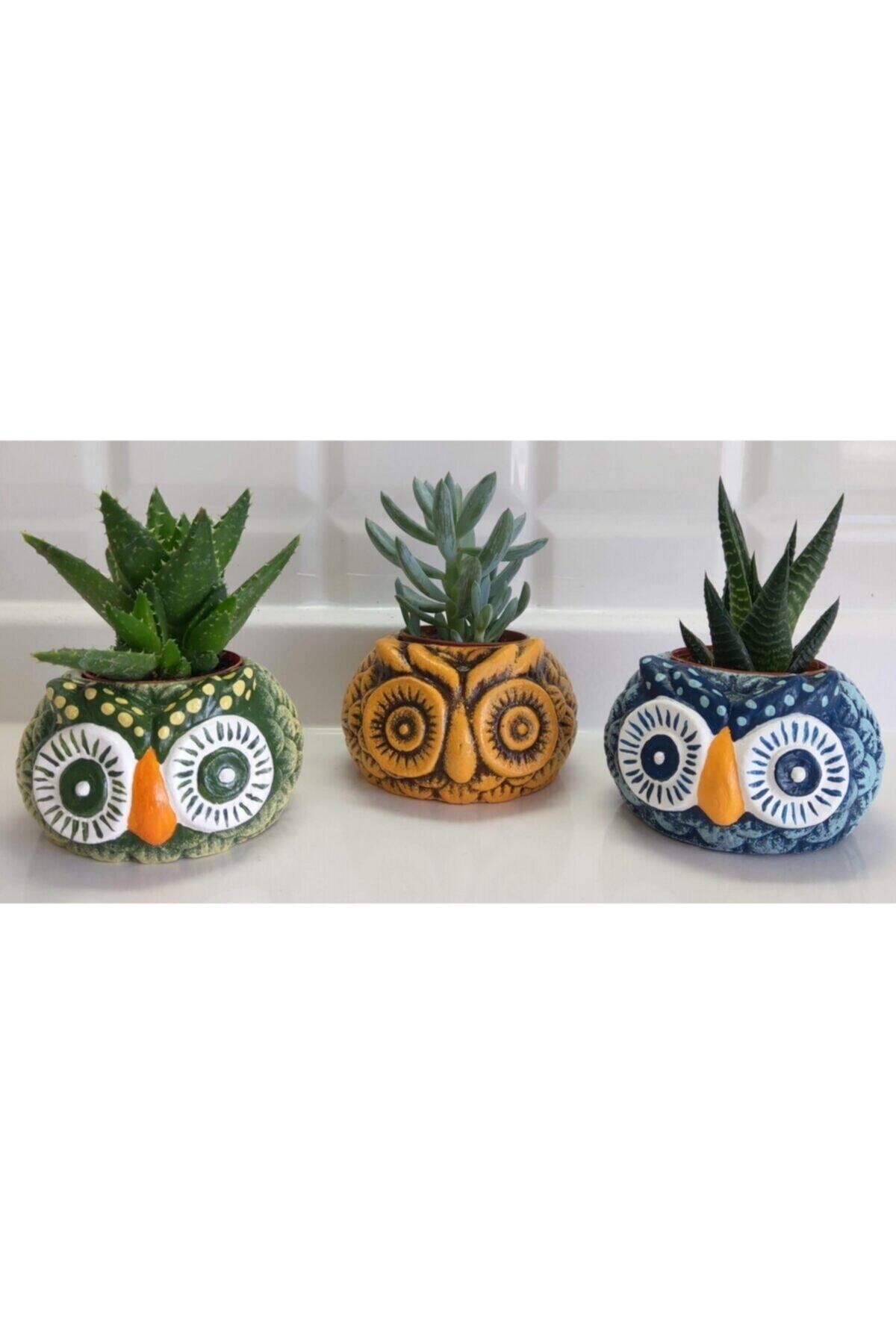 Kaktüs & Sukulent Baykuş Model 3d Dekoratif Saksıda Canlı Üçlü Sukulent!!