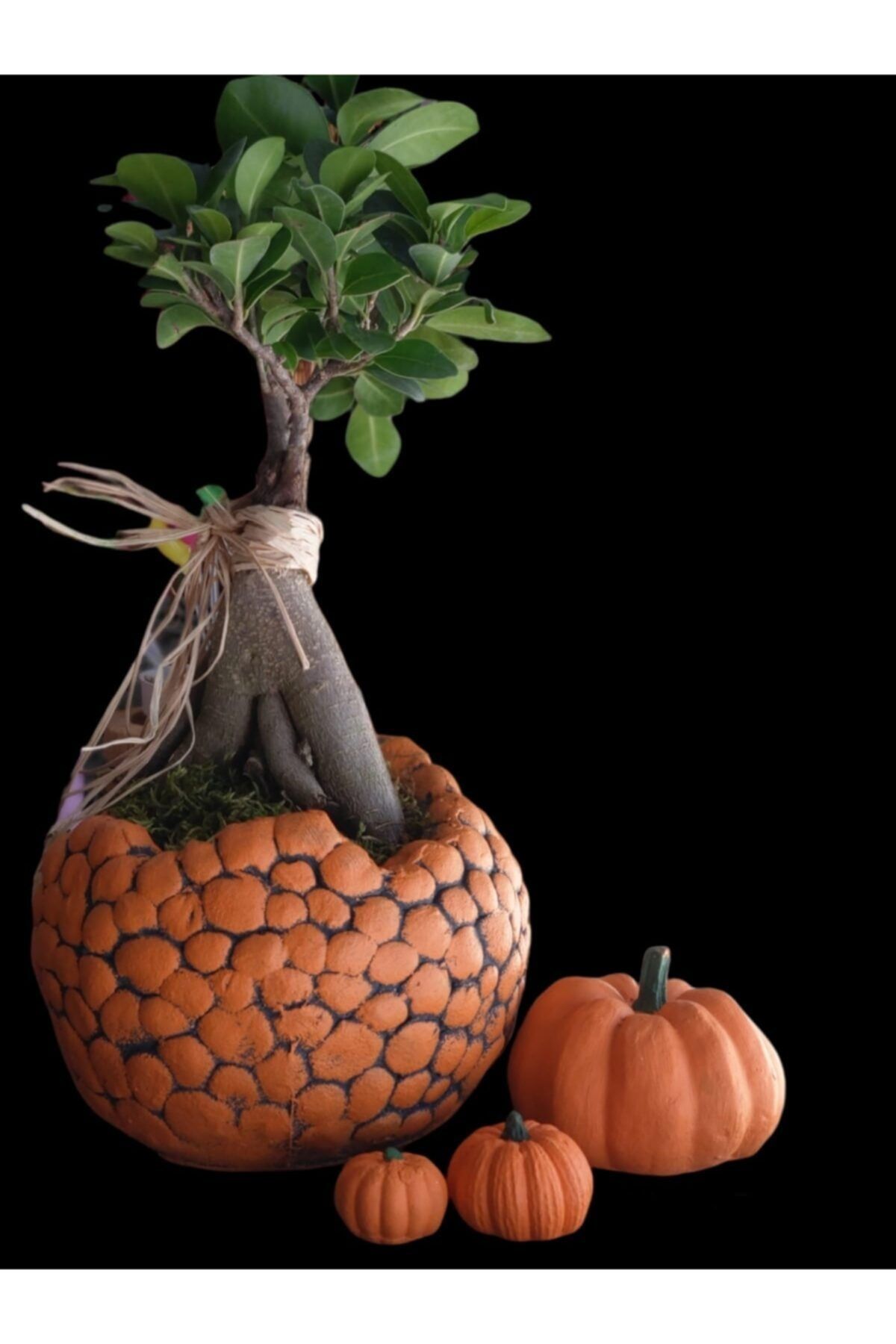 EYLÜL SUKULENT Dekoratif Taş Model Saksıda Bonsai......