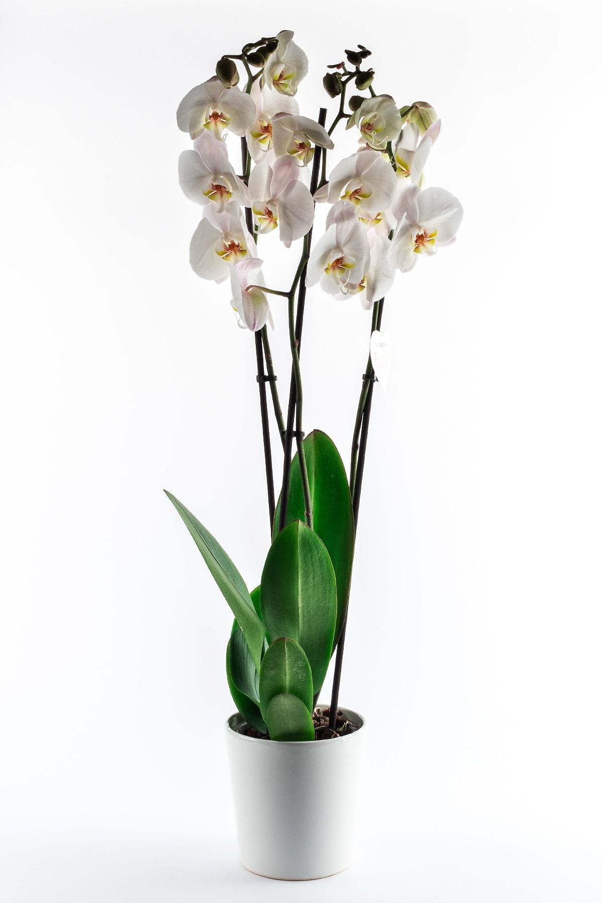salon çiçekleri Phalaenopsis Orkide Çiçeği