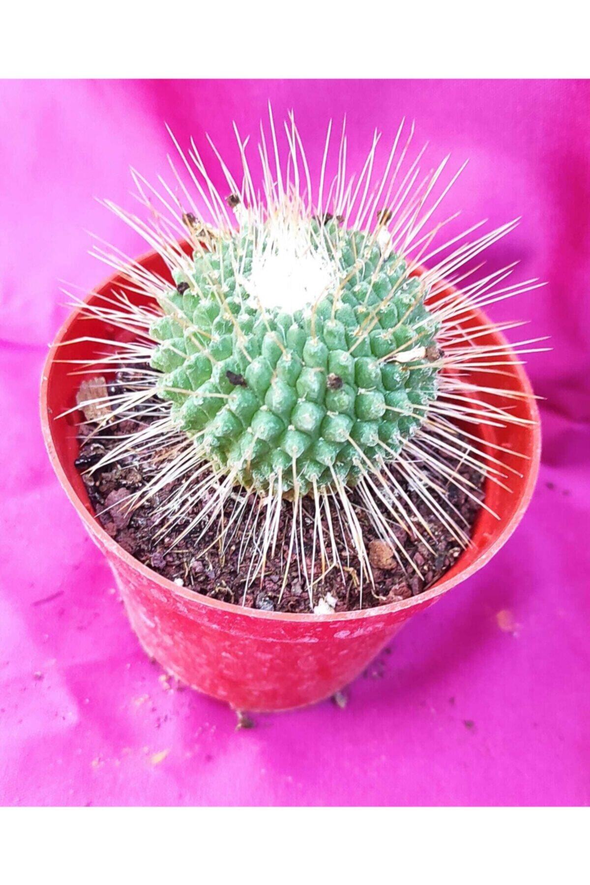 Pagoda Mammillaria Spinosissima-8,5 Cm Saksı-ref 14a/ş34