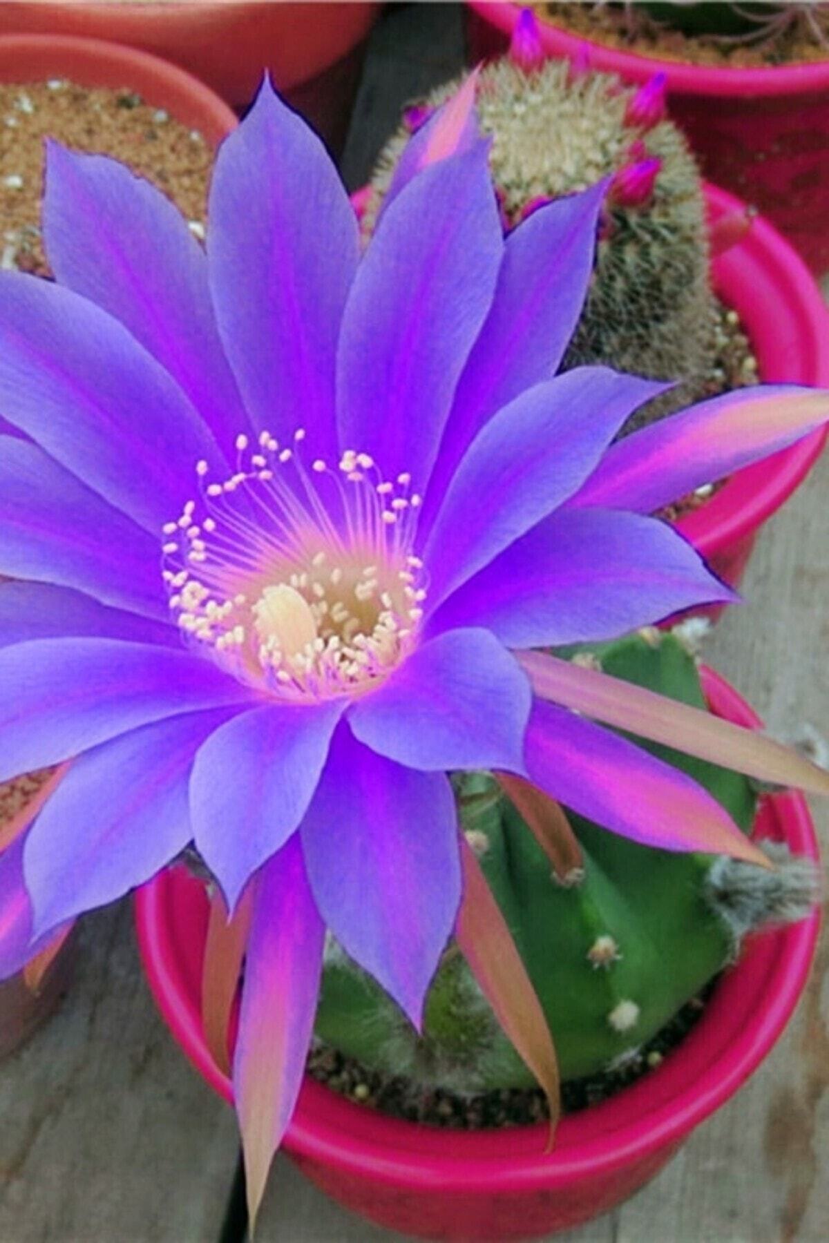 ÇİÇEKFLİX Echinopsis Subdenudata Mor Renk Açan Sukulent Kaktüs/şuan Çiçeksizdir