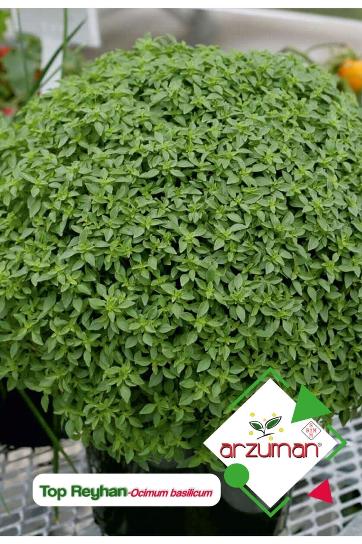Arzuman Tohum Top Reyhan (fesleğen) 100 Adet