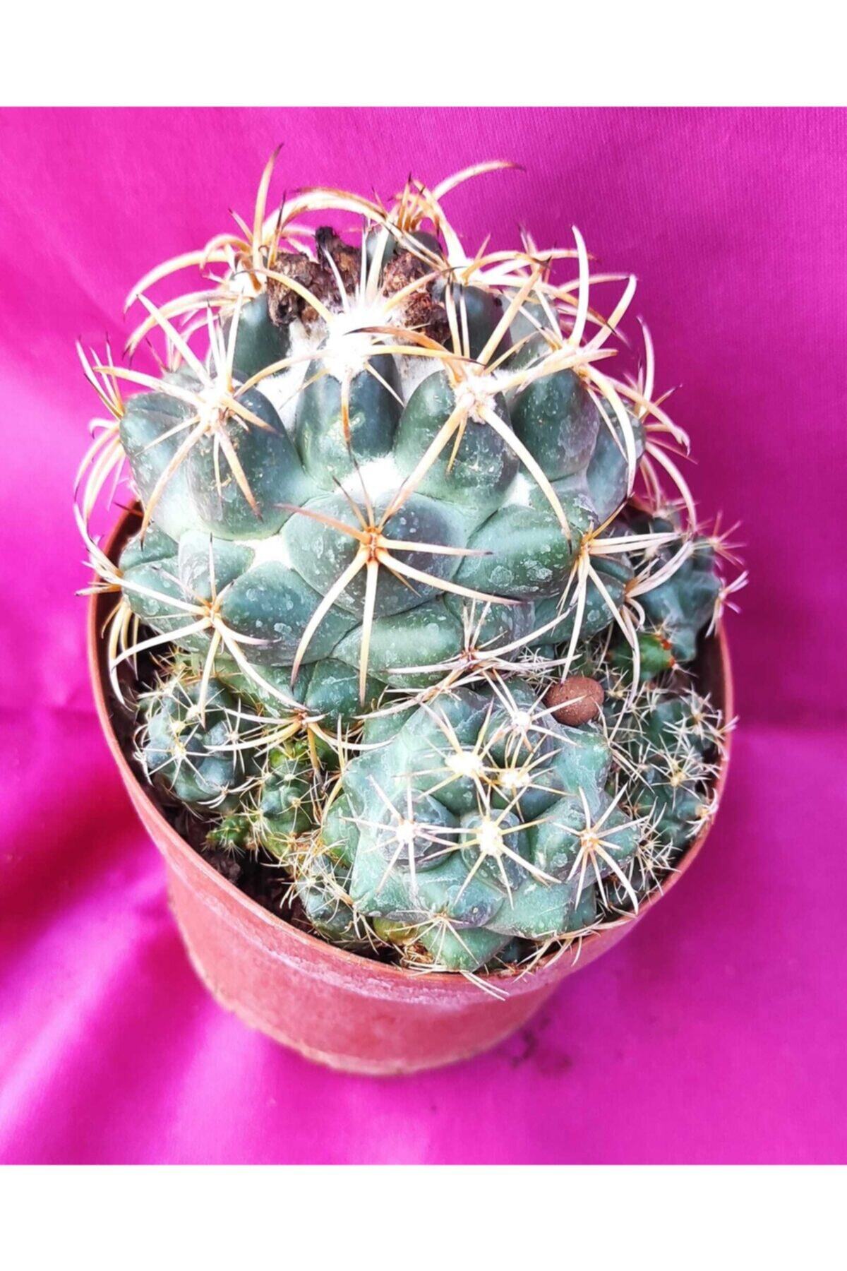 Pagoda Coryphantha Elephantidens -kaktüs-8,5 Cm Saksı-ref 14a/z55
