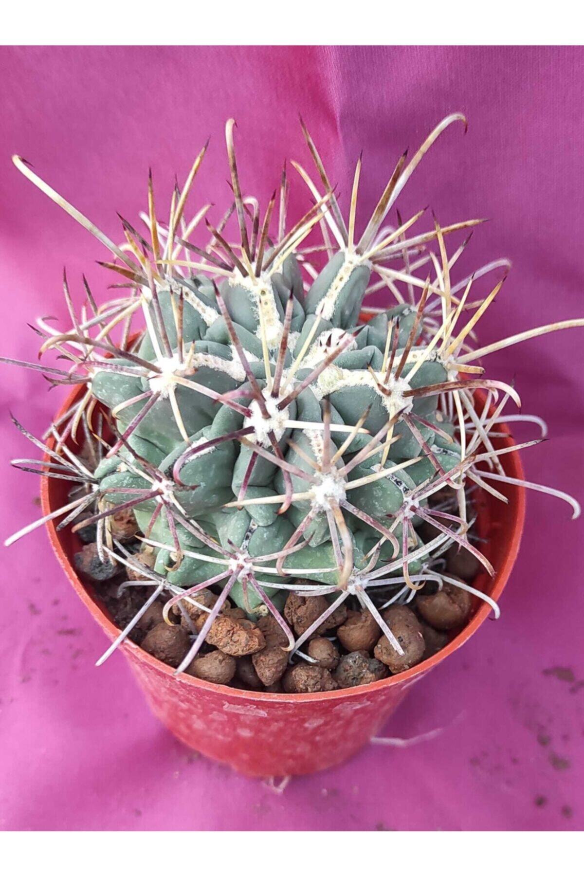 Pagoda Ferocactus-8,5 Cm Saksı-ref 14a/z55