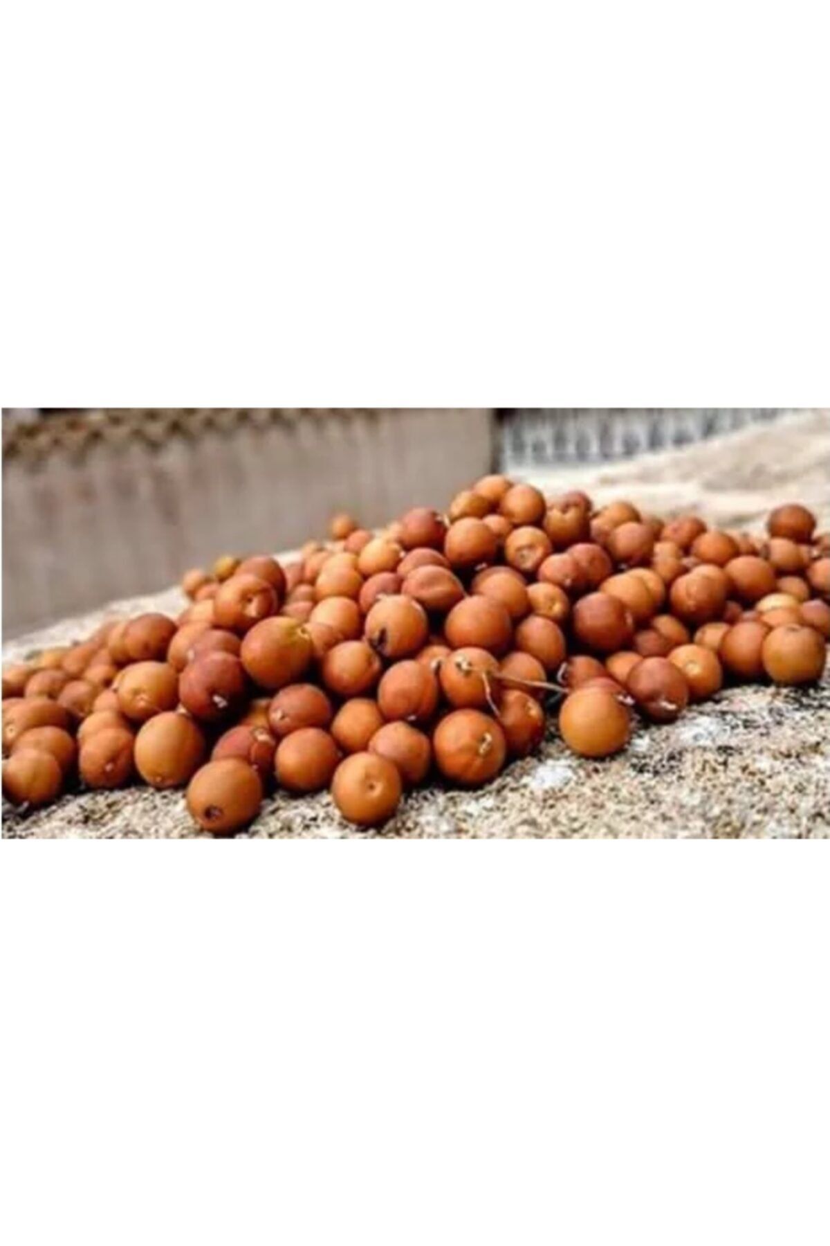 fil doğal kuru meyve 500gr. Şifa Kaynağı Dağdağan Meyvesi Sağlıklı Doypack Ambalajda