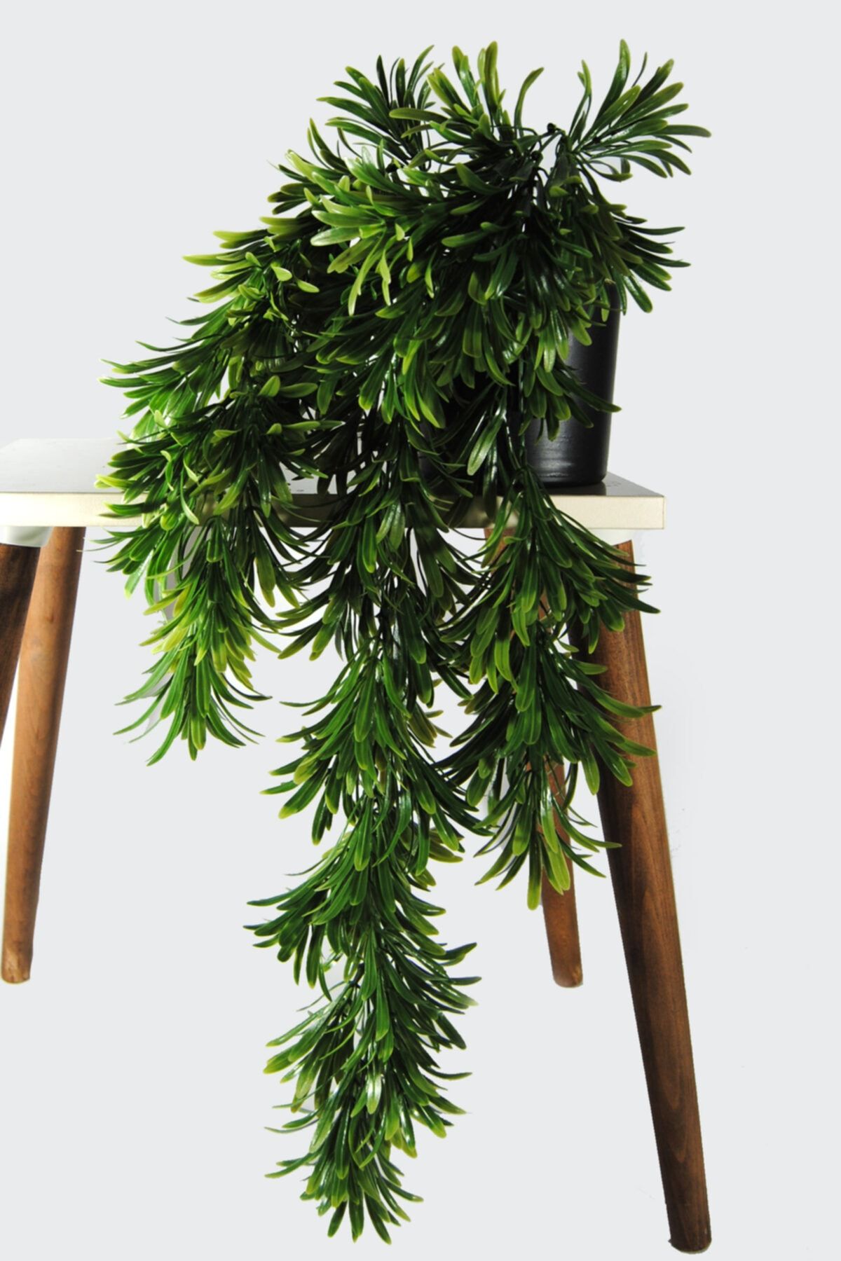 Lilac Home Siyah Plastik Saksıda Yoğun Dallı Sarkıt Demeti
