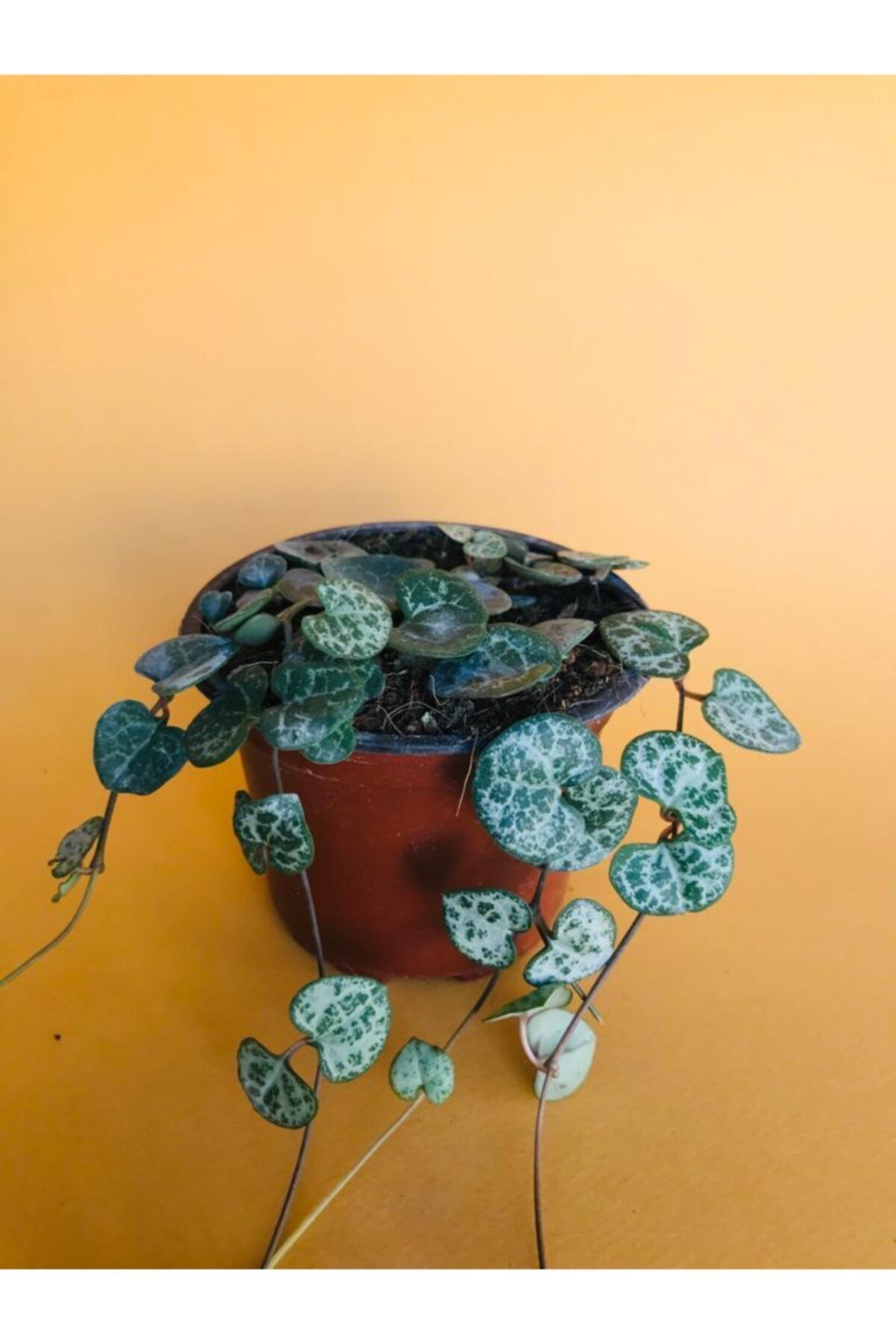 BOYBEYİS BOTANİK Ceropegia Woodii- Kalp Kalbe Karşı Bitkisi- Ev Ofis Salon Iç Mekan Bitkisi