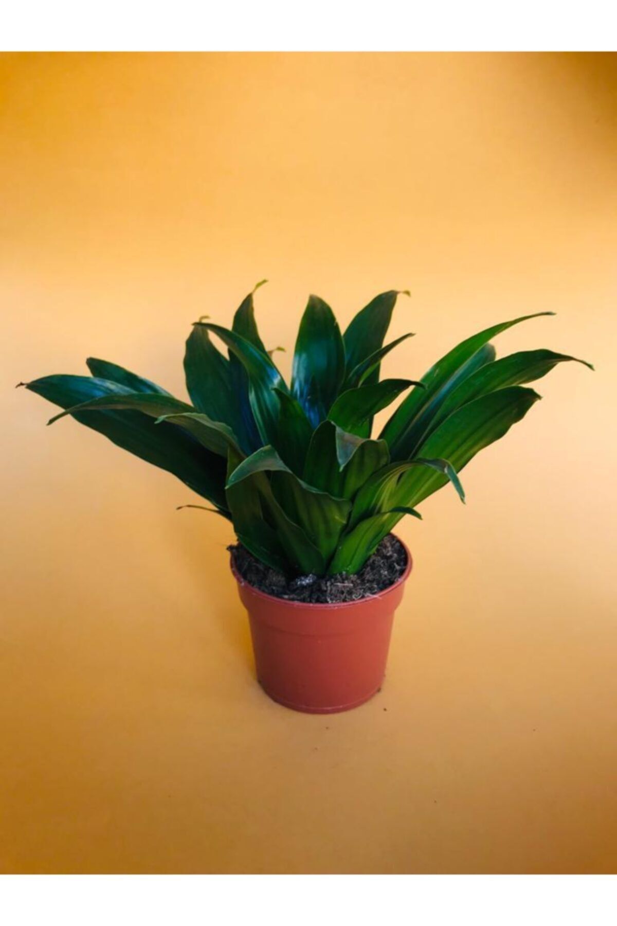 BOYBEYİS BOTANİK Dracena Compacta - Ev Ofis Salon Iç Mekan Bitkisi