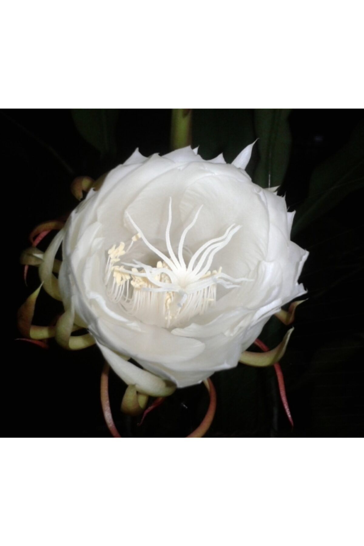 DOĞA BAHÇESİ Atlas Çiçeği Epiphyllum Oxypetalum 5 5 cm Saksılı