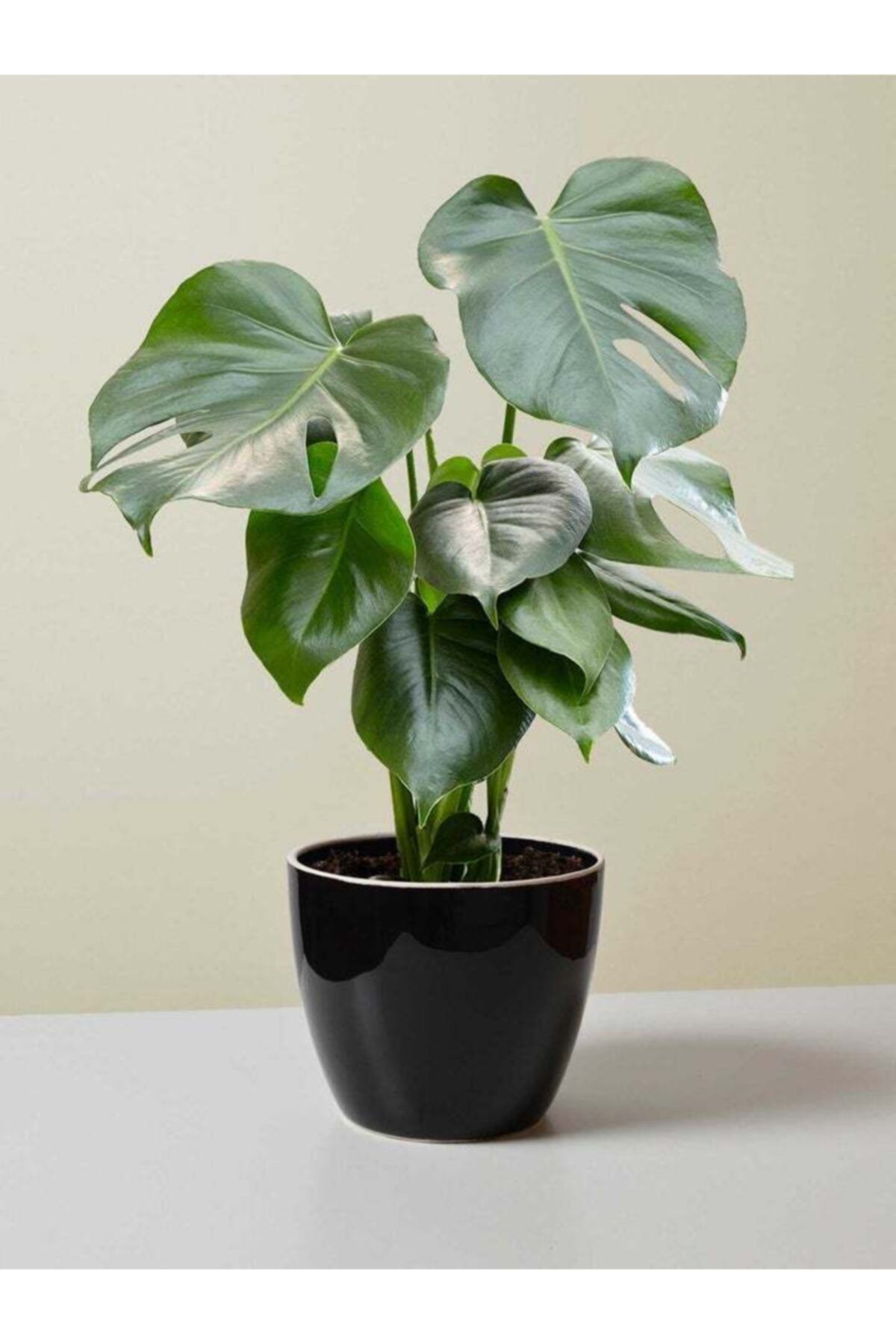 ANGORA ÇİÇEKCİLİK Monstera Deliciosa Deve Tabanı Seramik Dekoratif Saksılı