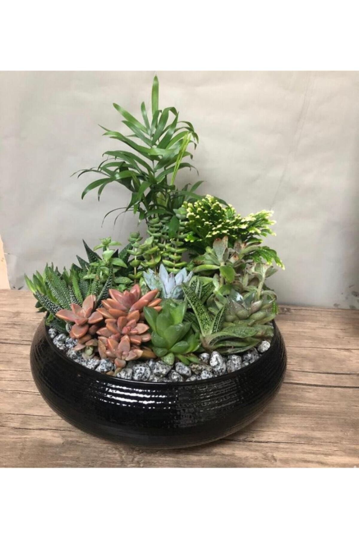 Armada Siyah Terrarium Saksı