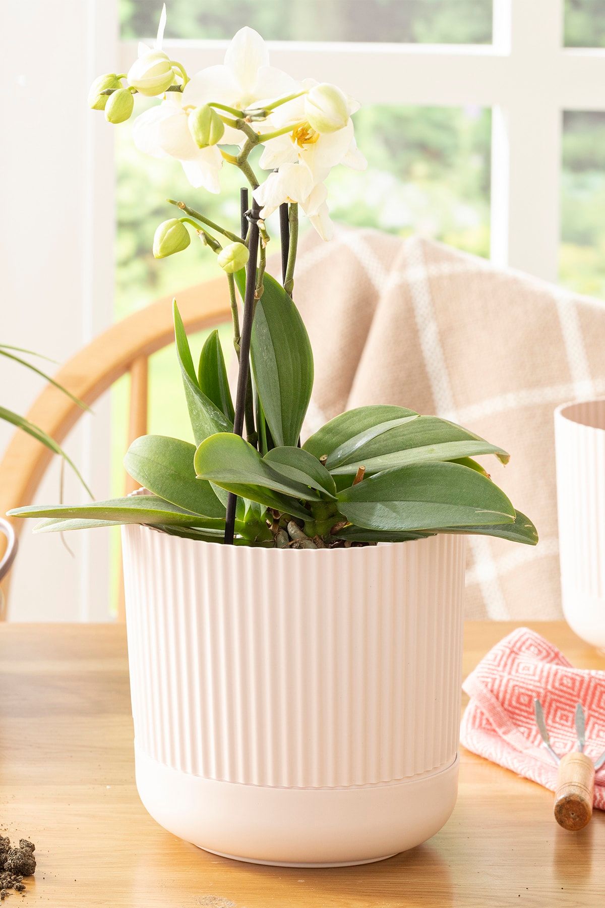 English Home Bloom Plastik Saksı 16x16x15 Cm Pudra