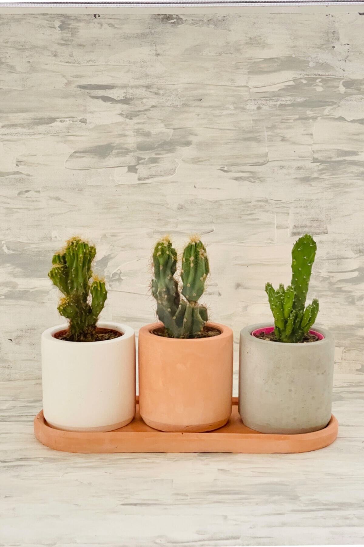 Etiget Kaktüs & Sukulent Dekoratif Beton Saksı (BİTKİSİZ)