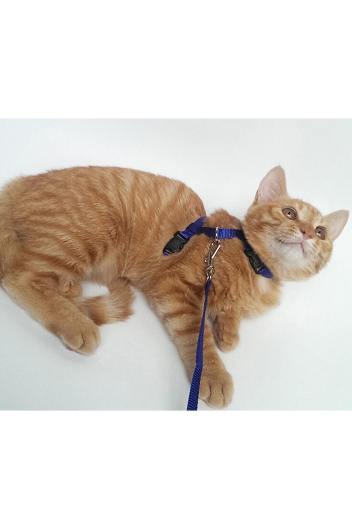 Semgiller Ayarlanabilir Kedi Tasması 120 cm  4 Renk