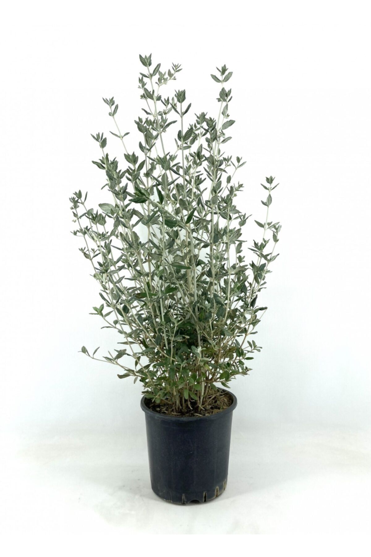 My Botanik Zeytin Çalısı 70-80 Cm