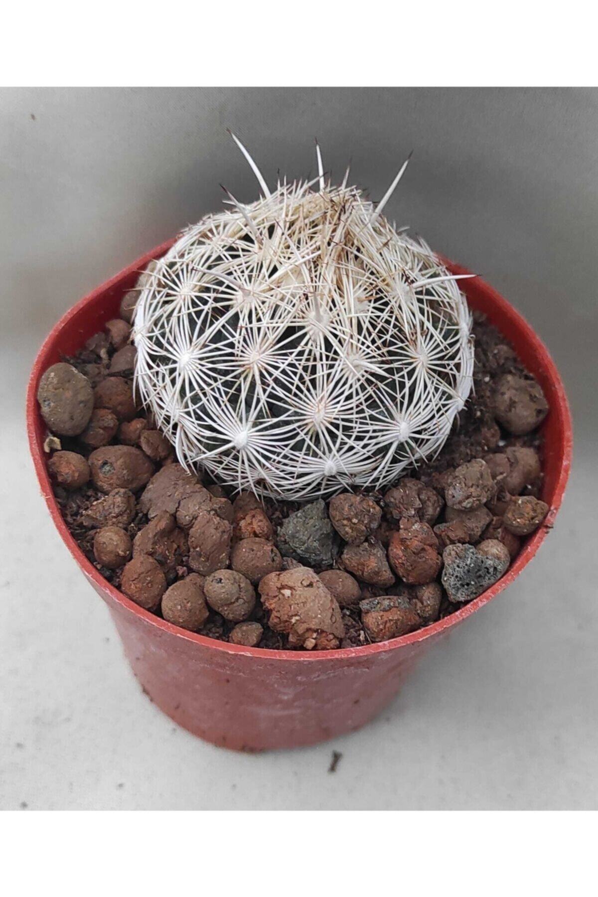 Pagoda Coryphantha Cornifera-8,5 Cm Saksı-ref 24c/01