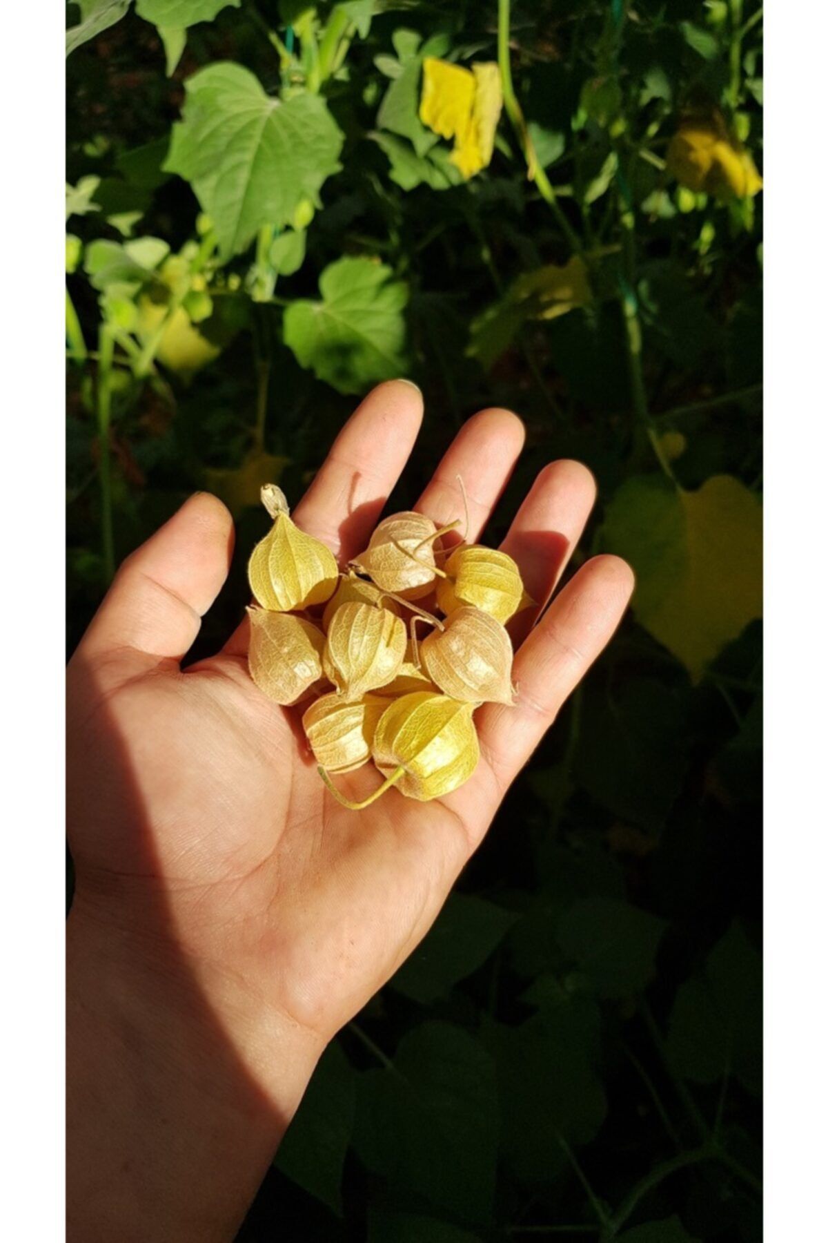 Tropikmeyvelerim Altın Çilek Meyvesi Physalis Peruviana 750 gr