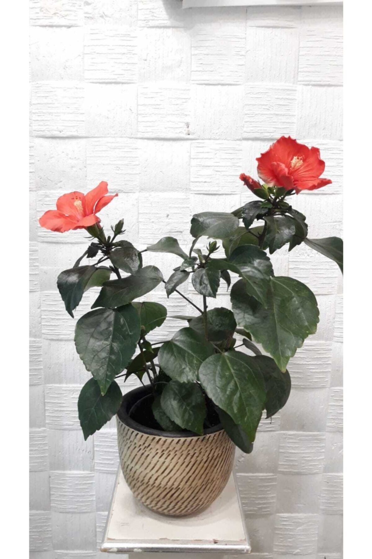 Glory Hibiskus (japon Gülü) Kırmızı Renk Çiçekli