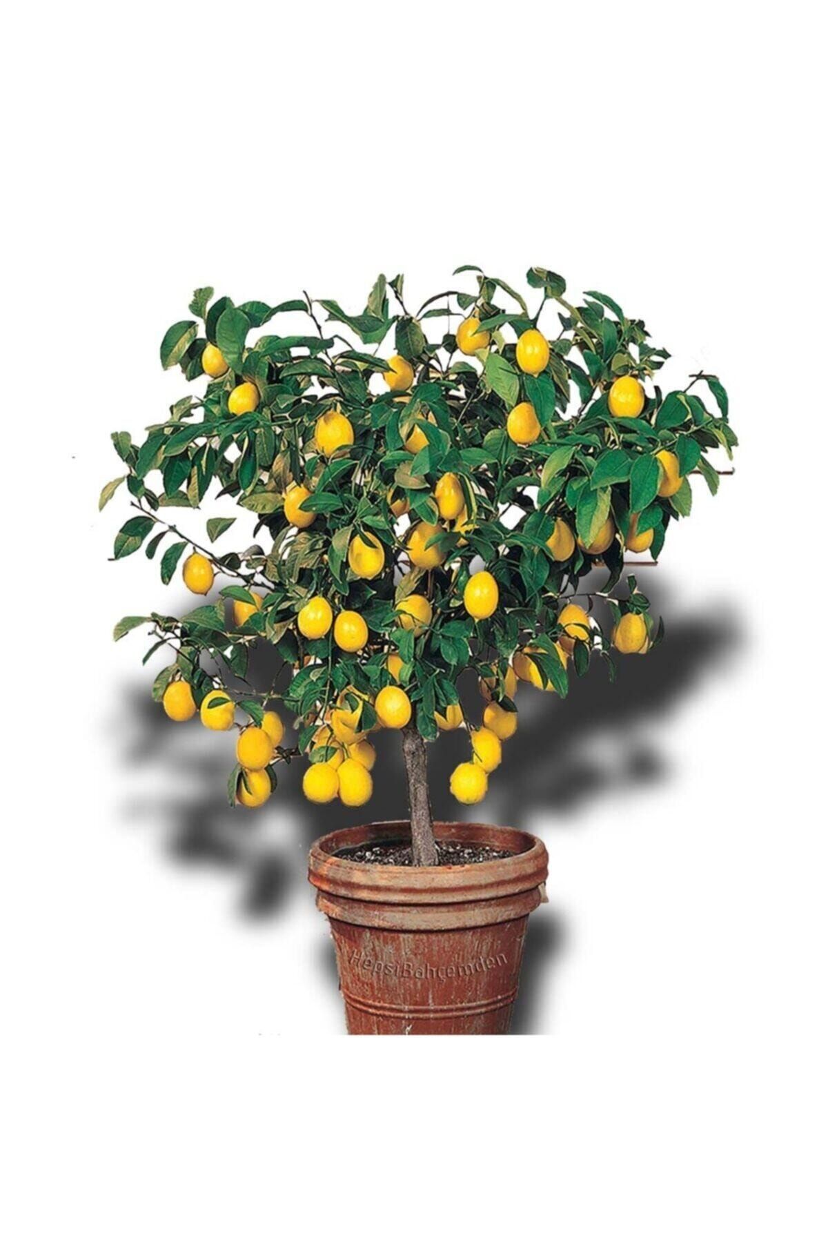 Hepsibahçemden Limon Ağacı Fidanı Saksılı Bodur Yediveren Mayer