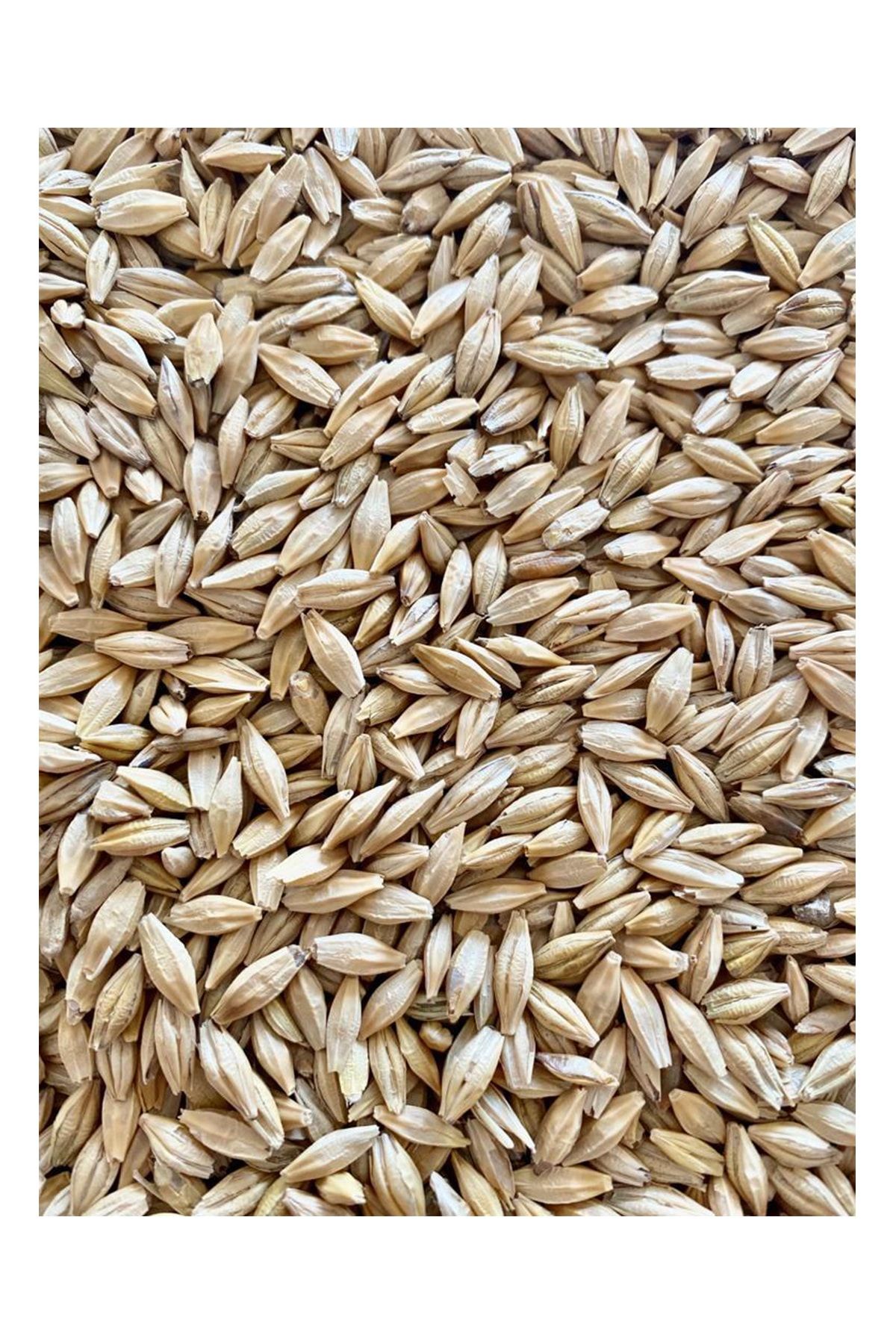 Değerli Organik Doğal Arpa 25 Kg