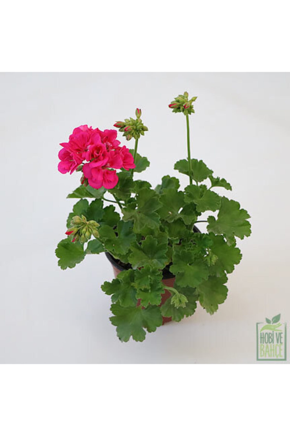 fidanciyiz Pembe Sardunya Çiçeği,