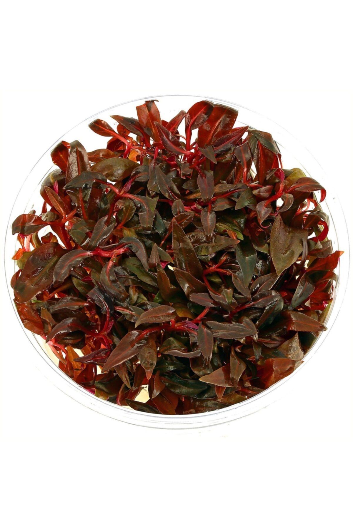 Atakan Plant Alternanthera Reineckii Mini In Vitro 200cc Canlı Bitki