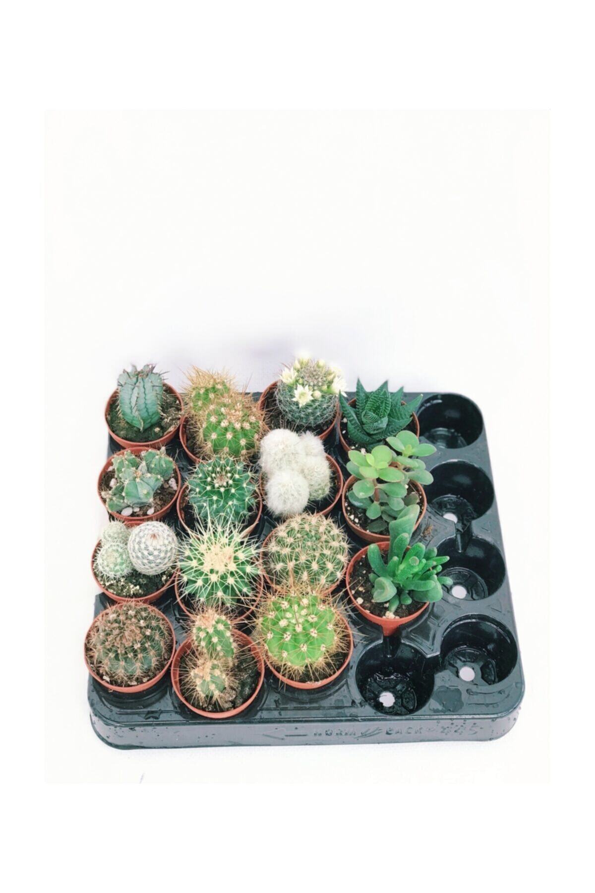 fidanova Kaktüs Ve Sukullent 5cm Saksıda, 15 Adet Set