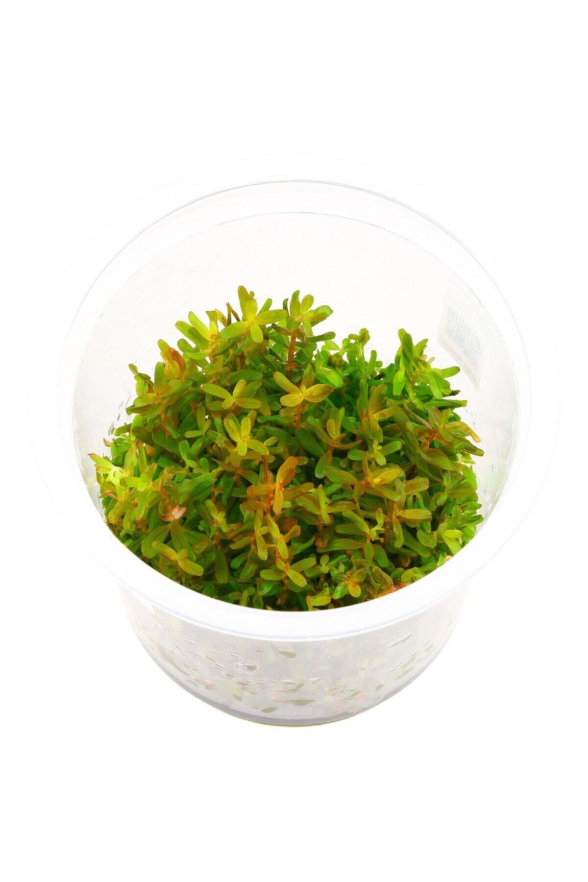 Atakan Plant Rotala Vietnam H'ra Red In Vitro Cup 200cc Canlı Bitki