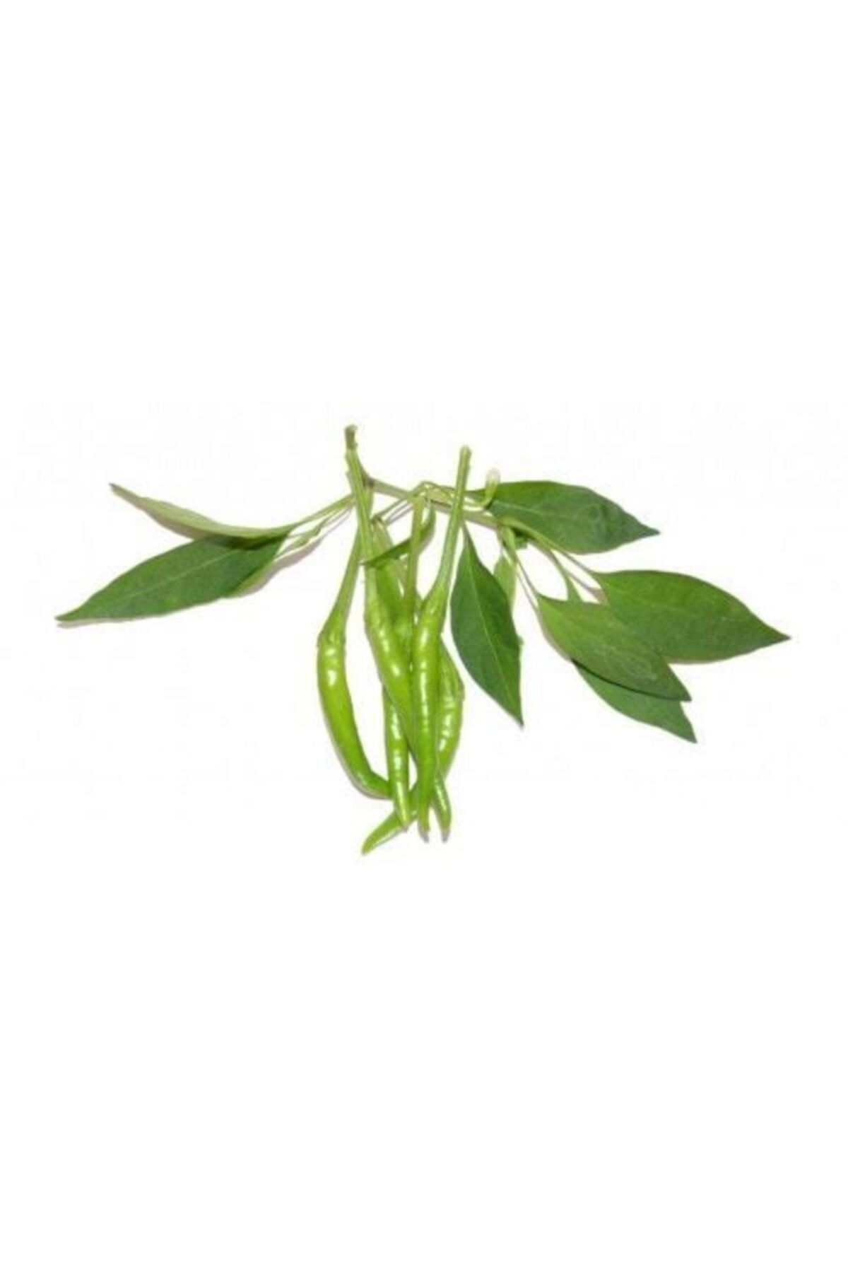 tazece Cin Biber 1 Kg