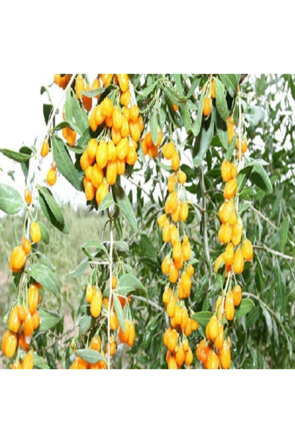 YAYLA TARIM 2 Adet Goji Berry Fidanı ( Sarı Renk ) Tombul Meyve Tüplü 1 Yaş 12 Ay Dikebilirsiniz....